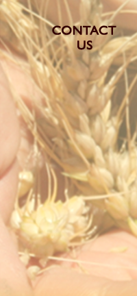 Contact_Us